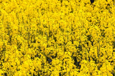 desen sarı tecavüz alan