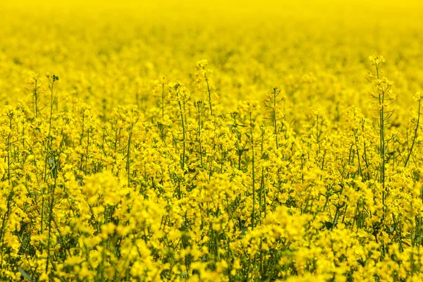 desen sarı tecavüz alan