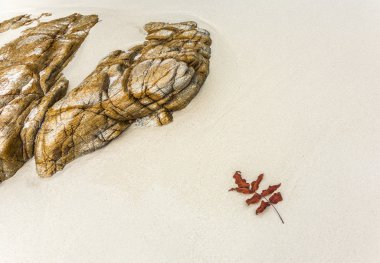 güzel yapıları, satırları düzenleme Lea ile sahilde