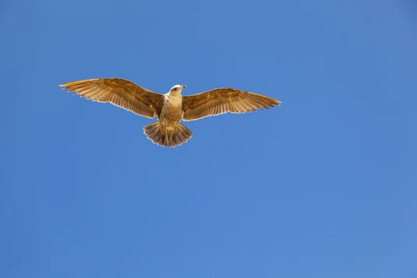 Kalifornische Möwen fliegen in den blauen Himmel — Stockfoto