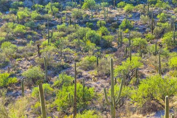 Zonsondergang met prachtige groene cactussen in landschap — Stockfoto