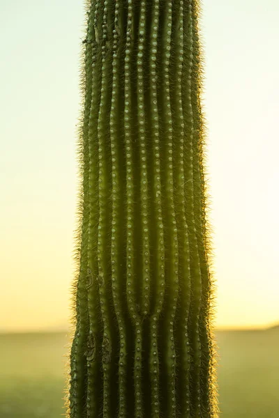 Закат с красивыми зелеными кактусами в пейзаже — стоковое фото