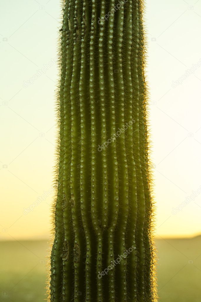sunset with beautiful green cacti in landscape
