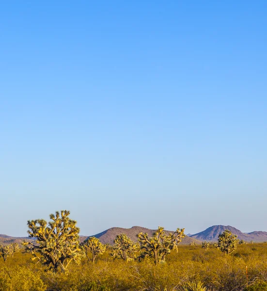 Joshua tree i varmt ljus — Stockfoto