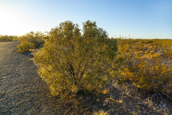 Joshua tree in warme fel licht — Stockfoto