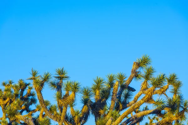 Joshua tree in warm bright light — Stock Photo, Image