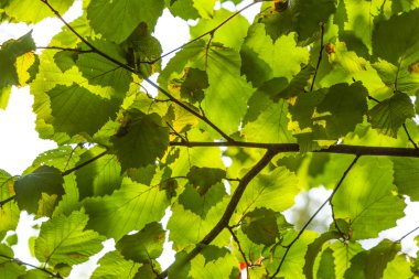 yeşil yaprakları fındık ağacı
