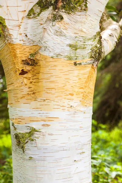 Detalj av björk träd bark — Stockfoto