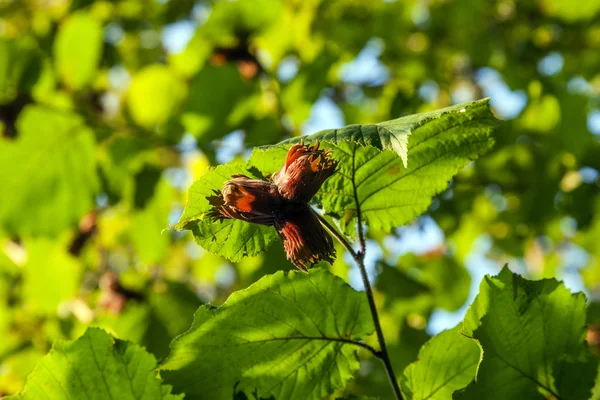 개 암 나무의 녹색 잎 — 스톡 사진
