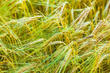 Ayrıntı alanının Mısır