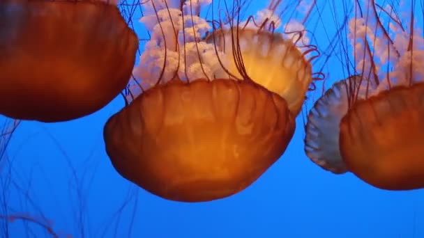 美丽的果冻鱼在蓝色的海洋中游泳 — 图库视频影像