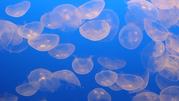 Gyönyörű Jelly halak úsznak a kék óceánban — Stock videók