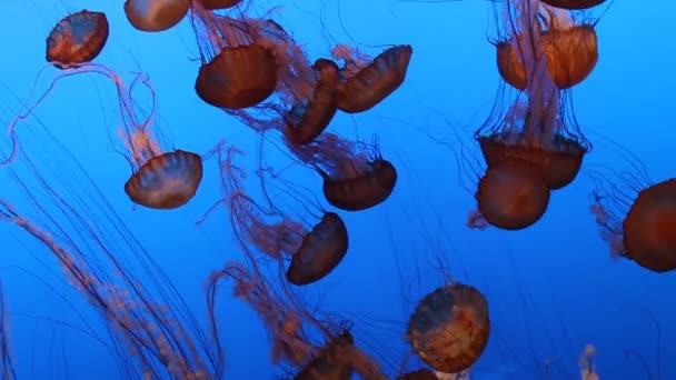 Belle meduse pesci nuotare nell'oceano blu — Video Stock