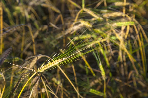 Sunbeam op gouden maïs in veld — Stockfoto