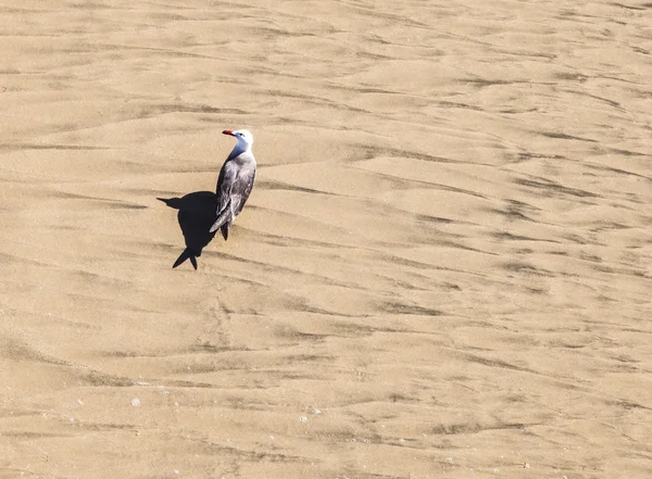 California sirály séta a tengerparton — Stock Fotó