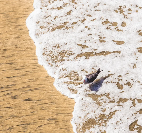 California gabbiano passeggiando in spiaggia — Foto Stock