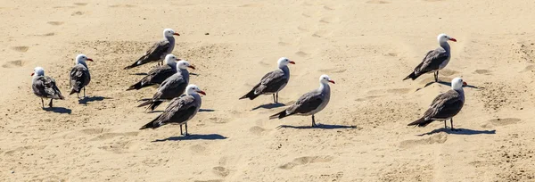 Les mouettes californiennes à la plage de sable — Photo
