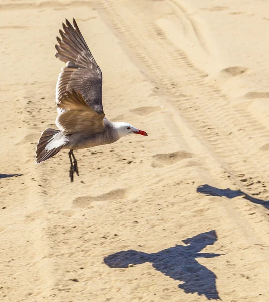 Gaivotas califórnia na praia de areia — Fotografia de Stock