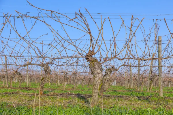 Weinberg im Winter mit blauem Himmel — Stockfoto