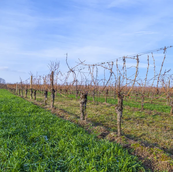 Vigneto in inverno con cielo azzurro — Foto Stock