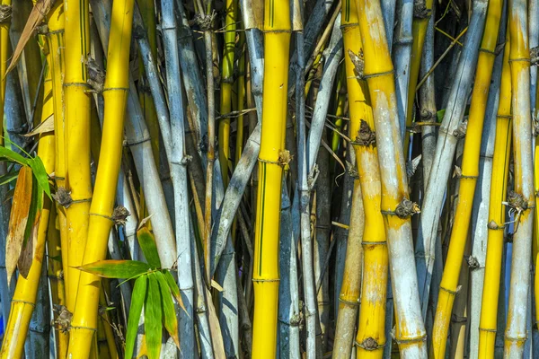 Sfondo di bambù — Foto Stock