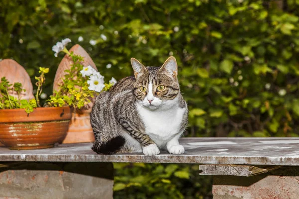 Izlerken ve öğleden sonra av kedi — Stok fotoğraf