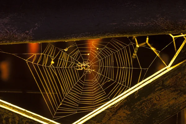 Araña en la red por la noche — Foto de Stock