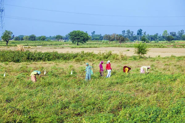 Woman cut the meadow and corn — Stock Photo, Image