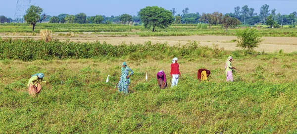 Kadın çayır kesme ve Mısır Ekim tarihinde 22,2012 çevre mandawa, Hindistan. — Stok fotoğraf