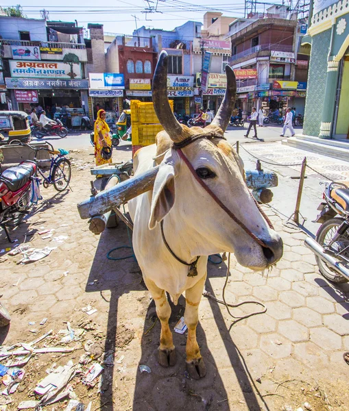 Transport de chariot de boeuf en Inde — Photo