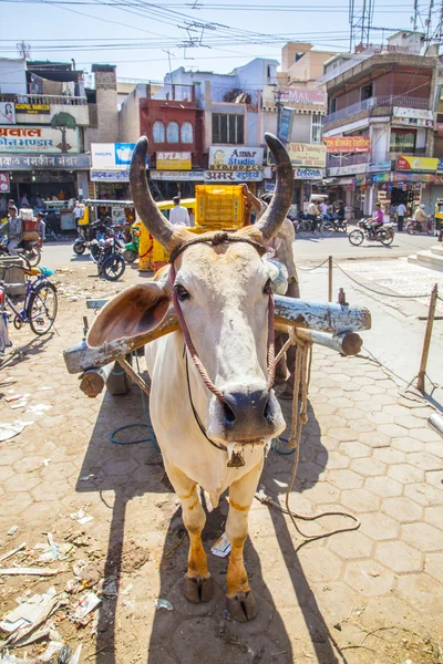 Wół koszyka transport w Indiach — Zdjęcie stockowe