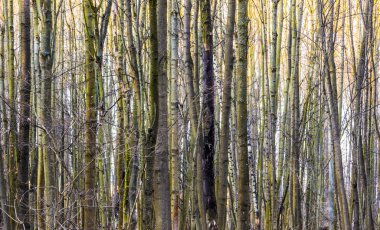 ormandaki ağaçlar paterni