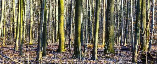 Візерунок дерев у лісі — стокове фото