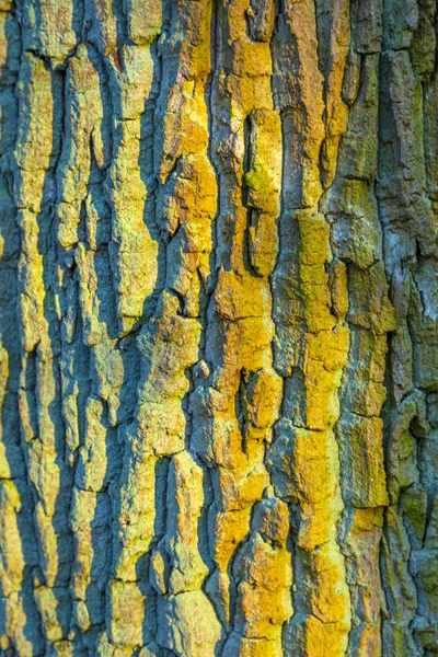 一棵老橡树的树皮 — 图库照片