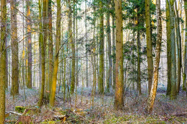 在森林中的树木的模式 — 图库照片
