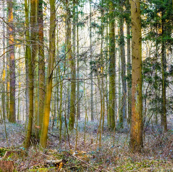 Узор деревьев в лесу — стоковое фото