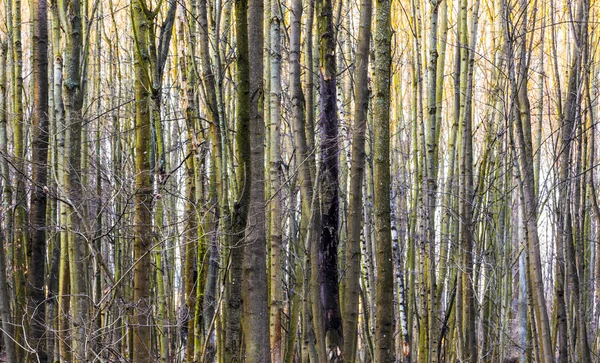 Mönster av träd i skogen — Stockfoto