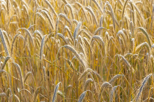 Fundo do campo de milho maduro em cores douradas — Fotografia de Stock