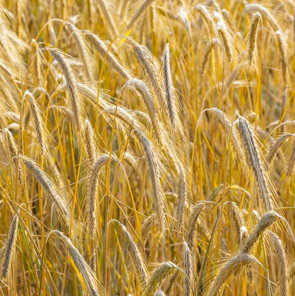 Fond de champ de maïs mûr dans des couleurs dorées — Photo