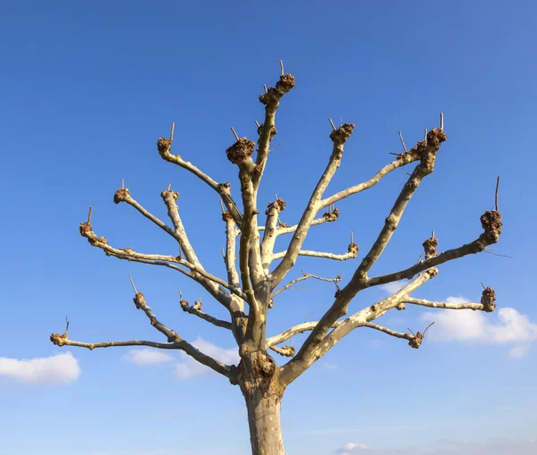 Hi-res plane tree (Platanus) in winter — Stock Photo, Image