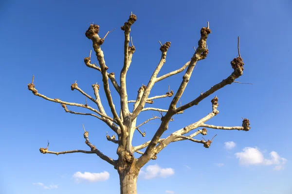 Platano ad alta risoluzione (Platanus) in inverno — Foto Stock