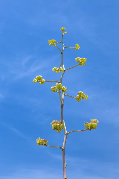 Blühende wüste pflanze im sonora wüste museum in tuscon, arizona — Stockfoto