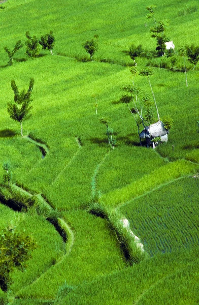 Terraços de arroz em Bali — Fotografia de Stock