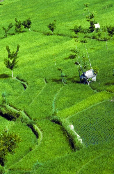 Terrazas de arroz en Bali —  Fotos de Stock