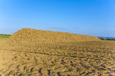 Şeker pancarı Field zımbalanmış