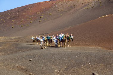 Yerel tarafından yönlendirilen deve turistlerin binmek