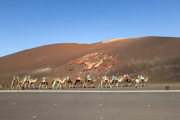 游客骑着骆驼正由本地指导 — 图库照片