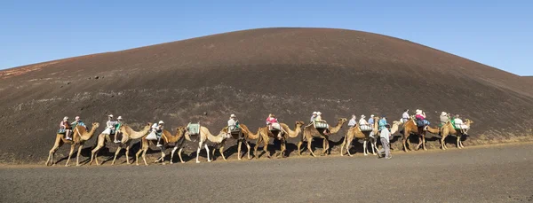Turistas passeio em camelos sendo guiados por locais — Fotografia de Stock