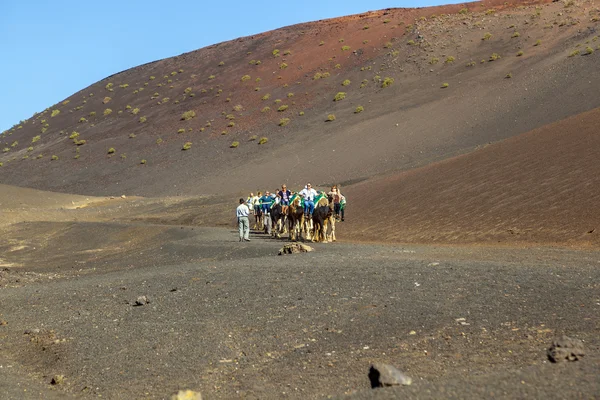 Turistas montan en camellos guiados por locales — Foto de Stock