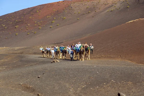 Turistas montan en camellos guiados por locales — Foto de Stock